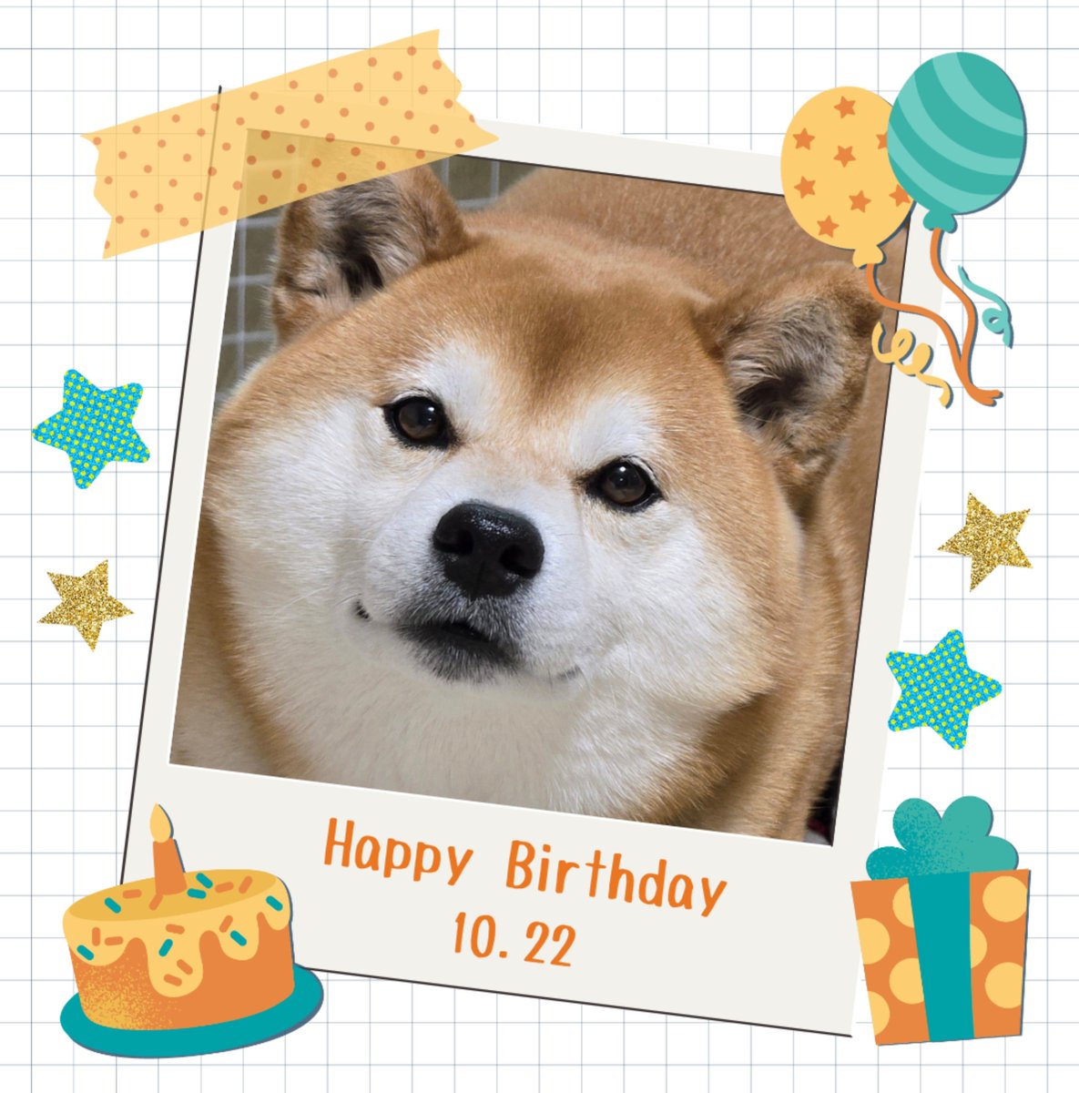 sss_inu's tweet photo. 今日は麦の6歳の誕生日でした！
おめでとう麦～～🎉✨😆✨🎊 https://t.co/7QSmgSiL4X