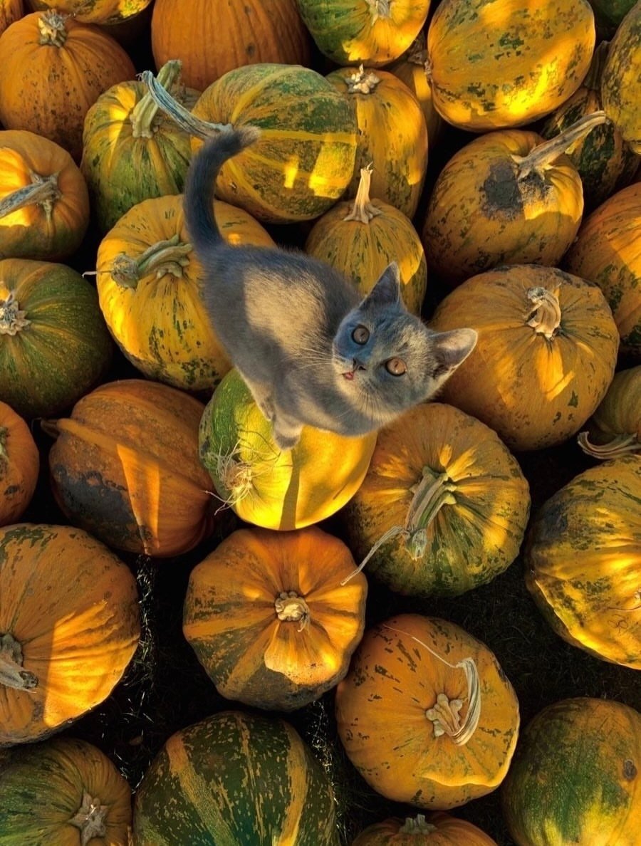 Unica14177579's tweet photo. Curiosity keeps life interesting.🎃

Sometimes all you need is a little playfulness, a little wonder and someone to laugh with.💛

May your Thursday be curious, carefree and full of laughter.☀️

#thursdayvibes #HappyThursday #ThursdayThoughts #LittleThingsMatter https://t.co/5DfBepbmBv