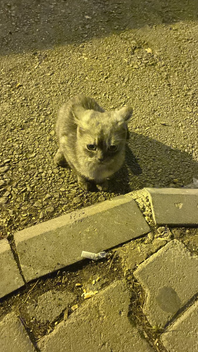 durutdurusu's tweet photo. her akşam mama bırakmaya gittiğim parka bırakılmış iki gündür görüyorum ama diğer kediler dövdügü için yemek bile yiyemiyor bu kediyi korumaya alıcak kimse var mı gaziantep de çok acil durumu ve çok zayıflamış https://t.co/6GasPrRGlI