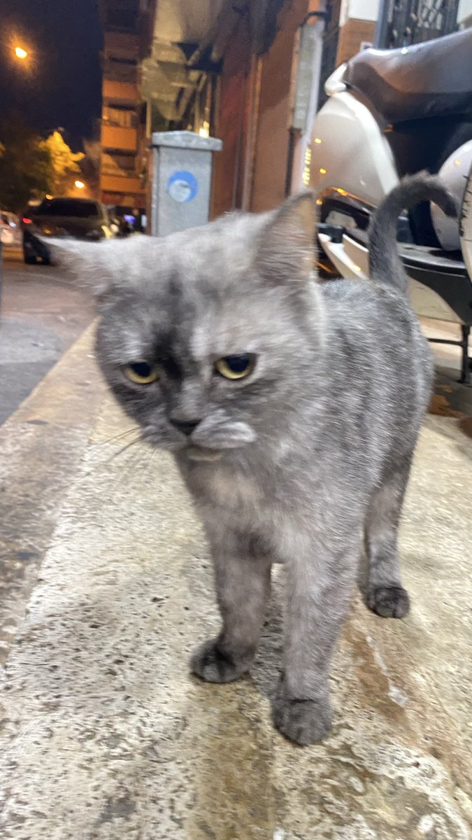 durutdurusu's tweet photo. her akşam mama bırakmaya gittiğim parka bırakılmış iki gündür görüyorum ama diğer kediler dövdügü için yemek bile yiyemiyor bu kediyi korumaya alıcak kimse var mı gaziantep de çok acil durumu ve çok zayıflamış https://t.co/6GasPrRGlI