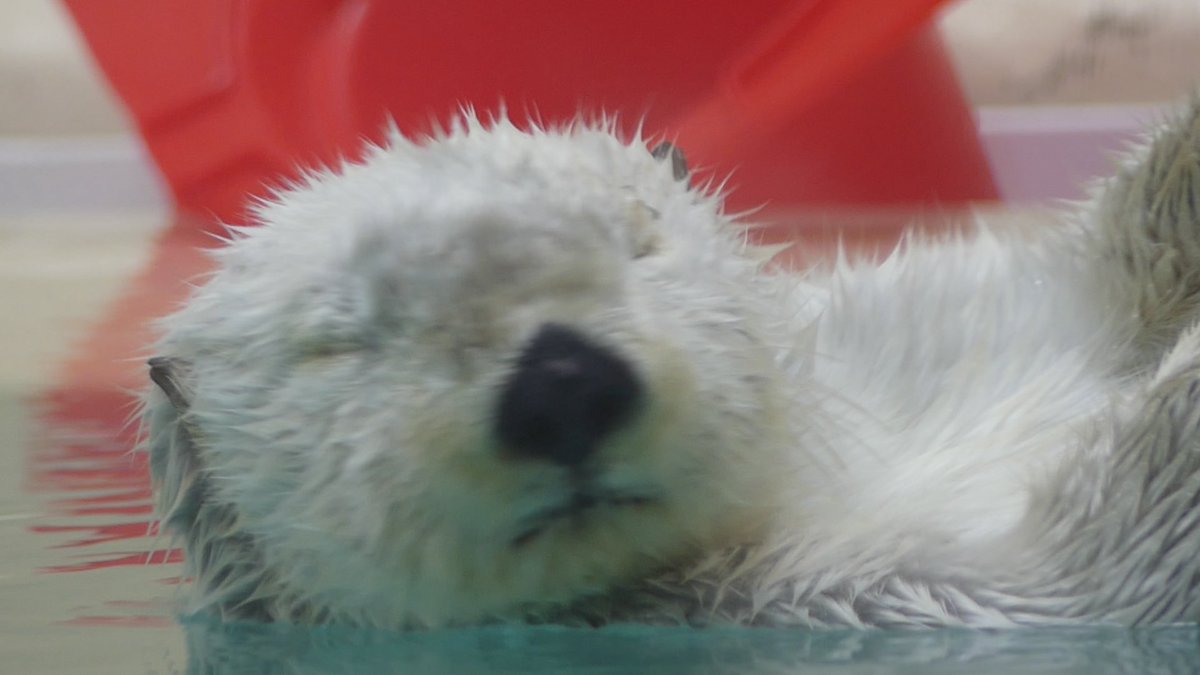 Mingeamgyu's tweet photo. おやもふ、白もふもふメイちゃん🦦💕💤

#鳥羽水族館　#ラッコ　#メイ https://t.co/lu0biT6ac0