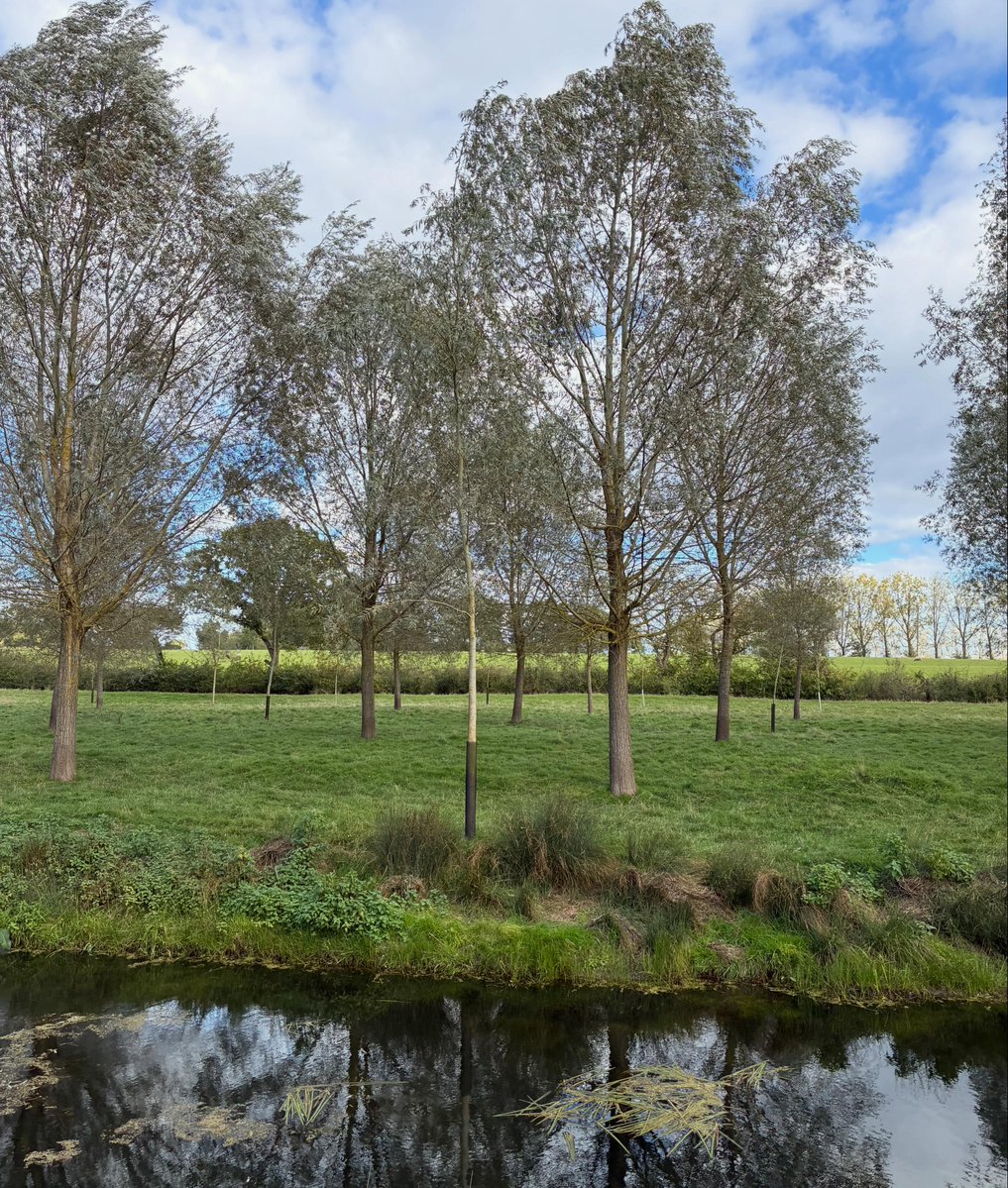 CommunityAd's tweet photo. 🏏🌳 Gold Award for Hole Park Estate!🥇

It has won Gold in the Royal Forestry Society’s Small and Farm Woodland of the Year Awards for its specialised cricket bat willow plantations. https://t.co/ltLcogh6EB