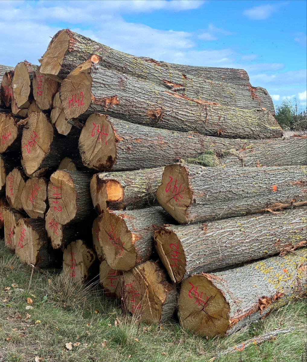 CommunityAd's tweet photo. 🏏🌳 Gold Award for Hole Park Estate!🥇

It has won Gold in the Royal Forestry Society’s Small and Farm Woodland of the Year Awards for its specialised cricket bat willow plantations. https://t.co/ltLcogh6EB