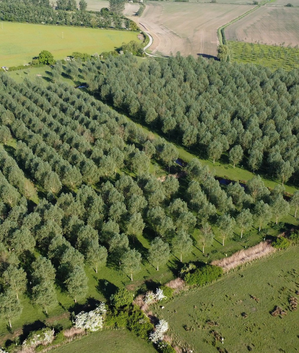 CommunityAd's tweet photo. 🏏🌳 Gold Award for Hole Park Estate!🥇

It has won Gold in the Royal Forestry Society’s Small and Farm Woodland of the Year Awards for its specialised cricket bat willow plantations. https://t.co/ltLcogh6EB