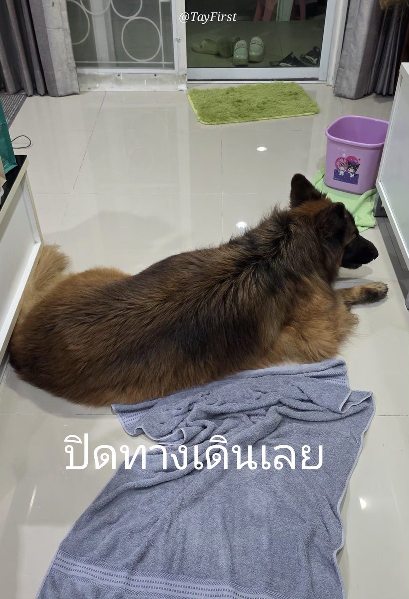 TayFirst's tweet photo. หลบหน่อยลูก ไม่มีทางเดินแล้ว 😅 https://t.co/MrTmQ2gjjL