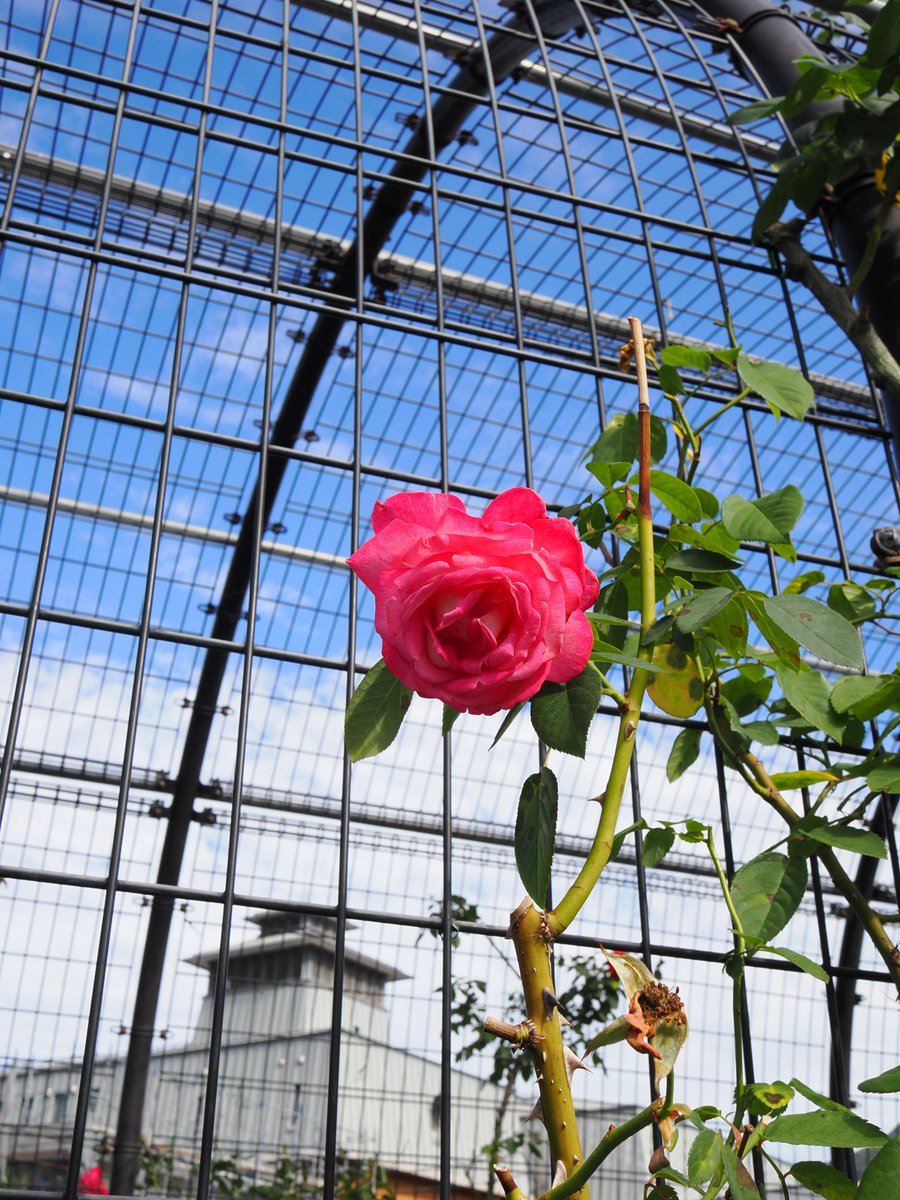 rose196603's tweet photo. 本日の北九州のバラ園🌹

𝑂𝑀 𝐷𝑖𝑔𝑖𝑡𝑎𝑙 𝑆𝑜𝑙𝑢𝑡𝑖𝑜𝑛𝑠　𝑂𝑀-1 𝑀𝑎𝑟𝑘2
2026.10.22

#花撮りびと
#TLを花でいっぱいにしよう https://t.co/w6YHFbuH8F