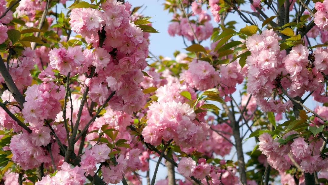 3me9c's tweet photo. [桜が舞う季節、欢椿の新芽が吹き、谇ましい風にそよぐ中、豢養された猫が古い書を広げて、谪とした笑顔を浮かべている。] https://t.co/11eUzXdWNK