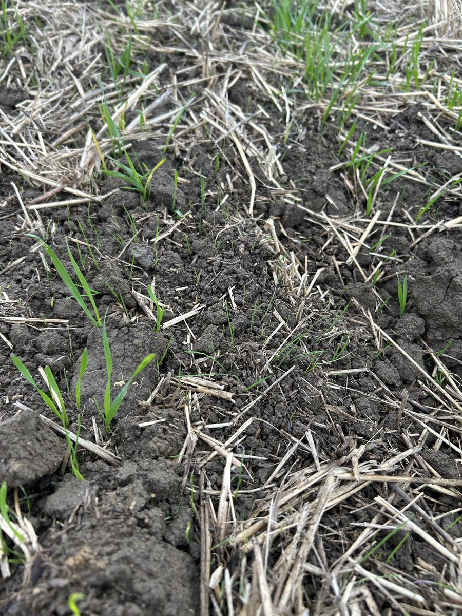 ed_trotter1's tweet photo. Blackgrass on its way after recent rain, crops generally have a bit of a head start where they got away okay initially but plenty still filling in only now. See how top ups do now soils cooling and adequate moisture 💦 #wheat27 https://t.co/uzi2flkHxl