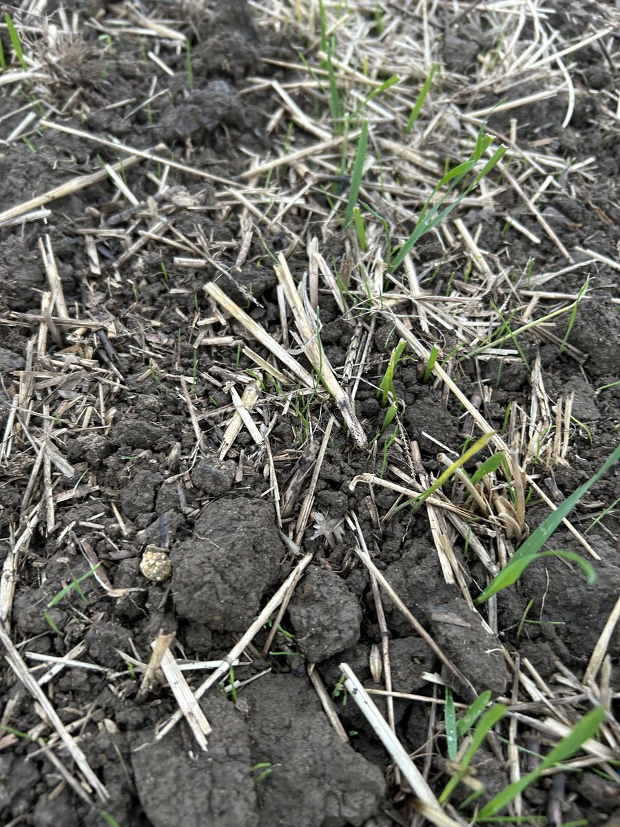 ed_trotter1's tweet photo. Blackgrass on its way after recent rain, crops generally have a bit of a head start where they got away okay initially but plenty still filling in only now. See how top ups do now soils cooling and adequate moisture 💦 #wheat27 https://t.co/uzi2flkHxl