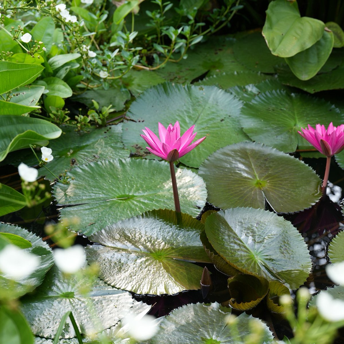 BronstnSullidgT's tweet photo. This September, Satsang at Yoga Pod offers space to practise peace through breath, meditation, mantra chanting, and shared tea. Join us Saturday, 26 September 2026, 4:00–5:30 PM. Fee: 80, 000 VND, including vegan treats. https://t.co/4hJRbgsdrA