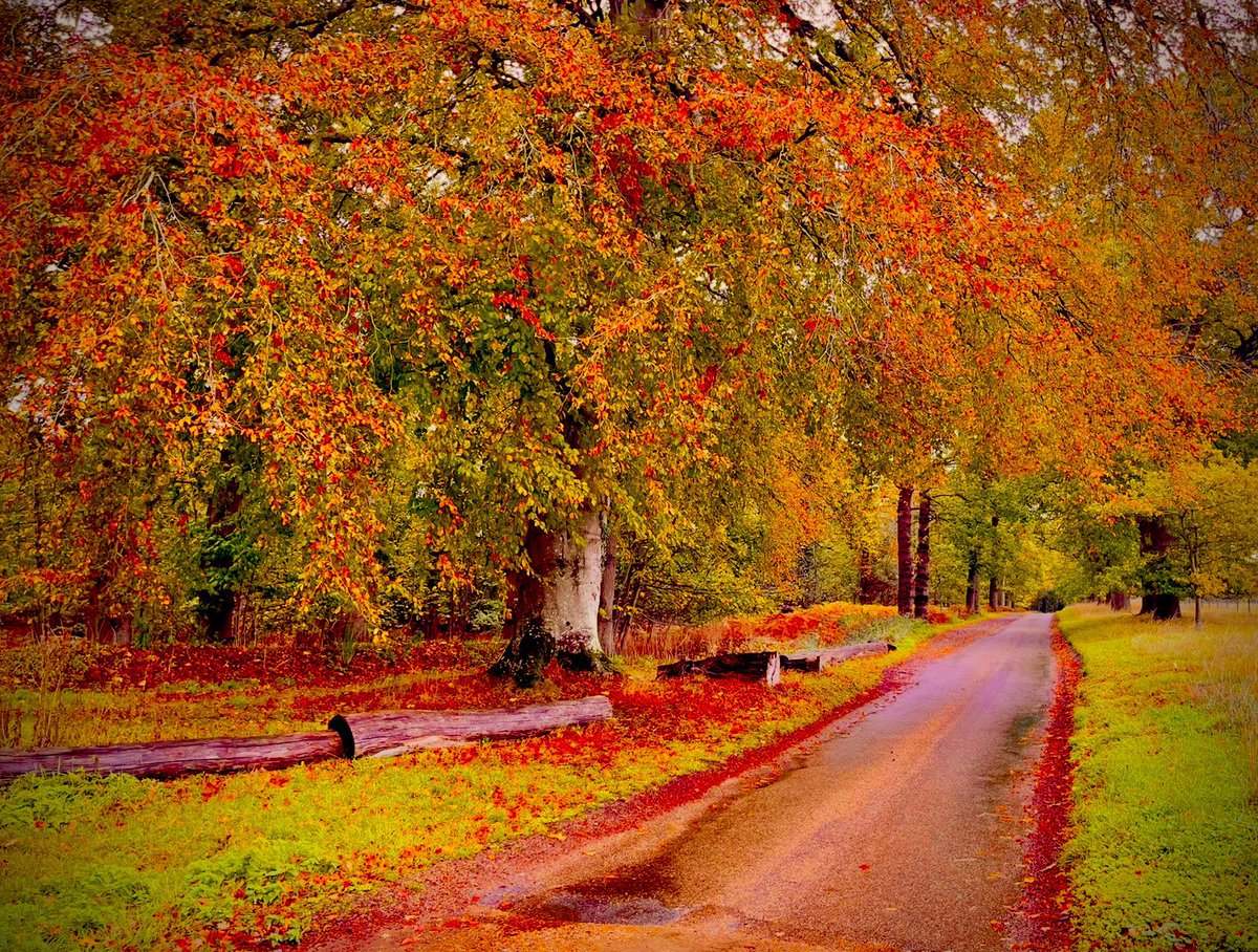 TractorWalking's tweet photo. Autumn colours on a damp, chilly October morning in Felbrigg, Norfolk… @WeatherAisling @ChrisPage90 @StormHour @metoffice #loveukweather #Felbrigg #Norfolk https://t.co/ulgpQlgugU