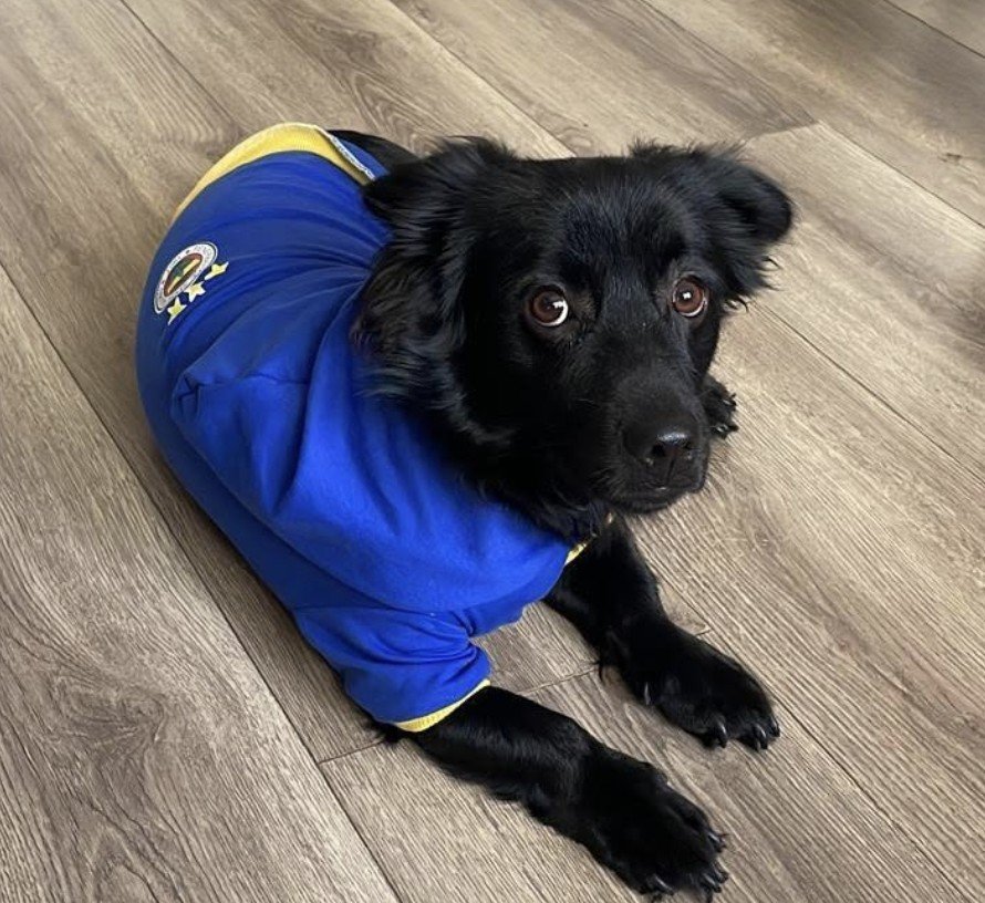 Yksel38434431's tweet photo. Ücretsiz Sahiplendirme 🐾 
Alex ve Hera, 
3 yaşında; biri erkek, biri dişi 
Rus Finosu. 
Aşıları tam, henüz kısır değiller. Barınaktan sahiplenilen can dostlarımız için sevgi dolu, ömürlük yuva arıyoruz. 
📍 İzmir/Karşıyaka/Bostanlı. 
İletişim: Batuhan Altuğ 0538 049 94 64 https://t.co/CScgKK2znH