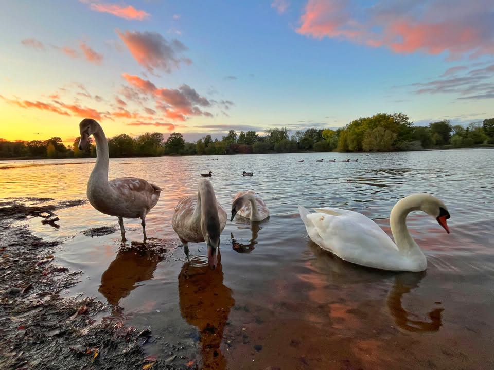 CommunityAd's tweet photo. 🌿🦢 Happy Saturday!

What could be a nicer way to start the weekend than enjoying a few peaceful moments by the water? These lovely photos of swans at Haysden Country Park, Tonbridge, were taken by Walk Tonbridge .

Have a great day, everyone!

Credit Walk Tonbridge

#Tonbridge https://t.co/YZyrqZb3HU