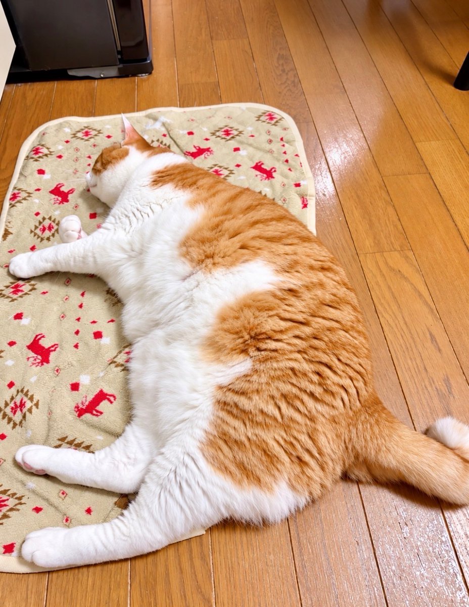 yopich_'s tweet photo. 猫というより、ひとつの地形。 https://t.co/PcAyhwhv1A