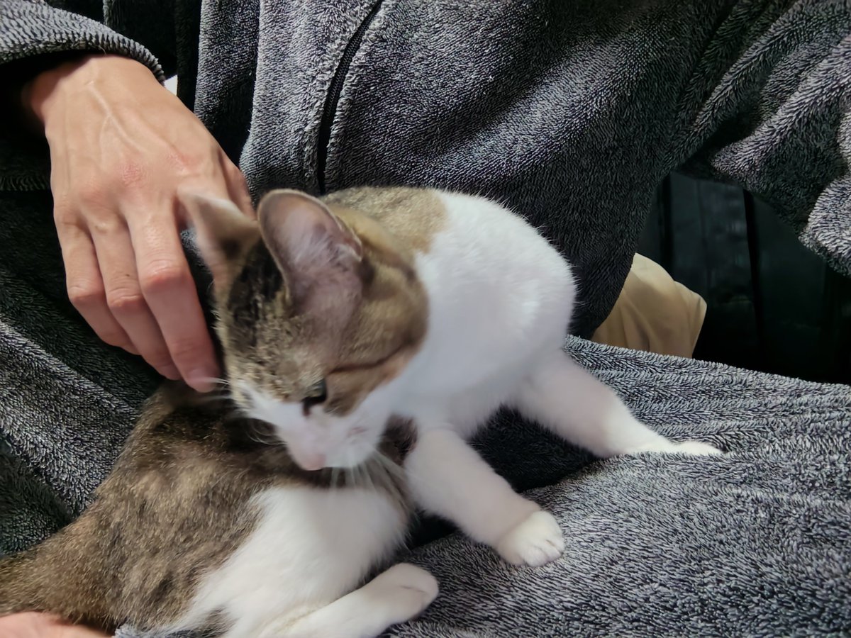 hatuse_amane's tweet photo. かわちぃ
#猫 https://t.co/dHKdyX3kwK