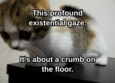 CatPosted's tweet photo. https://t.co/Kg0JAXDuLm