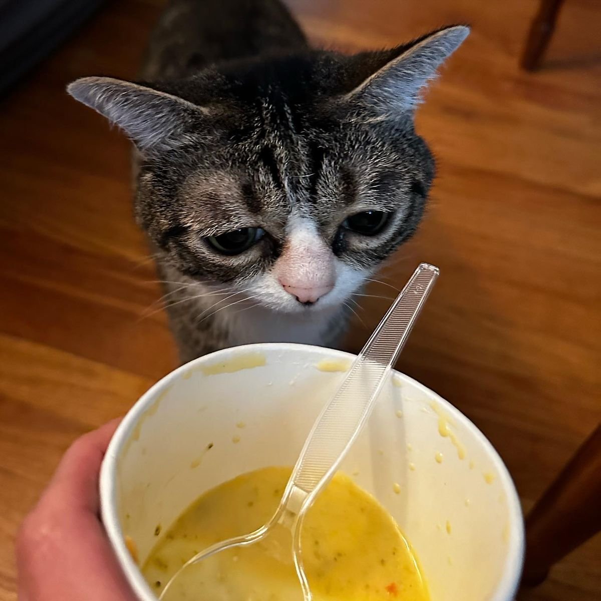 CatPosted's tweet photo. https://t.co/BgV0G5bzQ7