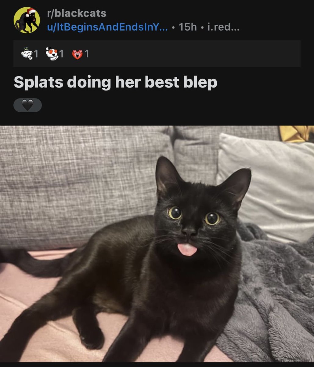 CatPosted's tweet photo. https://t.co/BgahOnNPkY