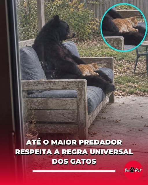 El_gato_perez_'s tweet photo. Agora o urso deve ficar sentado até o gato acordar https://t.co/cwfc6yS6Cf