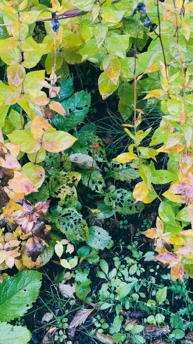 ratioekaki's tweet photo. Day.22  GREEN
⁡
昔から緑色がだいすき
⁡
𓈒𓂂 𓇢 𓈒𓏸𓂃𓂂𓈒𓏸𓐍 𓇢 𓐍 𓏸 𓈒𓂂𓂃 𓏸 𓈒 𓇢 𓂂𓈒
⁡
 #peachtober
 #peachtober26
 #peachtober26green 
 #illustration
 #watercolor https://t.co/eNGgYIRIHY