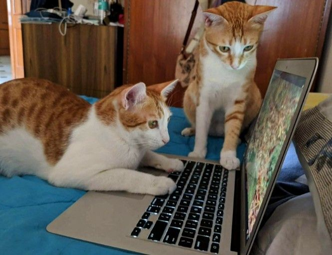 CatPosted's tweet photo. https://t.co/5oFfzDtOv9