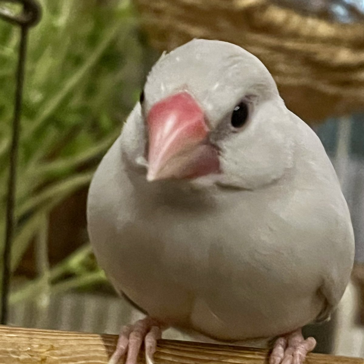 dot_kitchen's tweet photo. ブンタマは、
文卵、
文玉、
文魂、いずれのご注文でも大歓迎です。

また、
生ブンタマ、
半熟ブンタマ、
温泉ブンタマ、
目玉ブンタマ、
オムレツブンタマなどございます。

ウチは、たまちゃん💕
生たまちゃんだけやで💕🐦

そらそうやな😁

#ブンタマ https://t.co/l2Pst1Yjb0