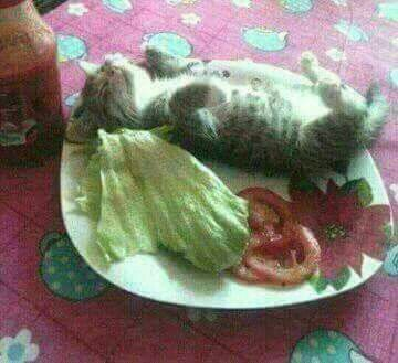 CatPosted's tweet photo. https://t.co/OngwdeBfS8