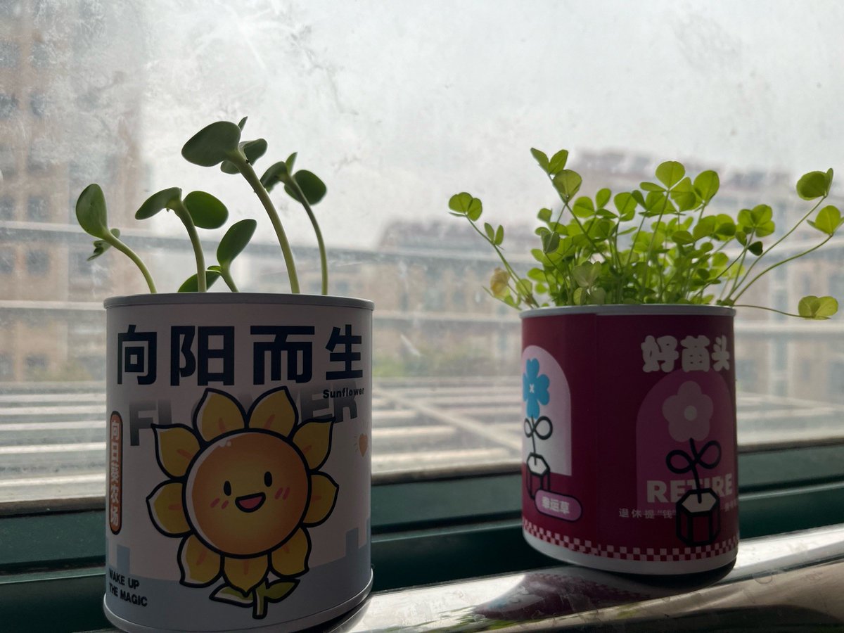 yuhitaro1922's tweet photo. 「事業研究の勧告、今年こそ芽吹くことを祈る！苗がぐんぐん育ちますように」， https://t.co/45f92QC6Vu
