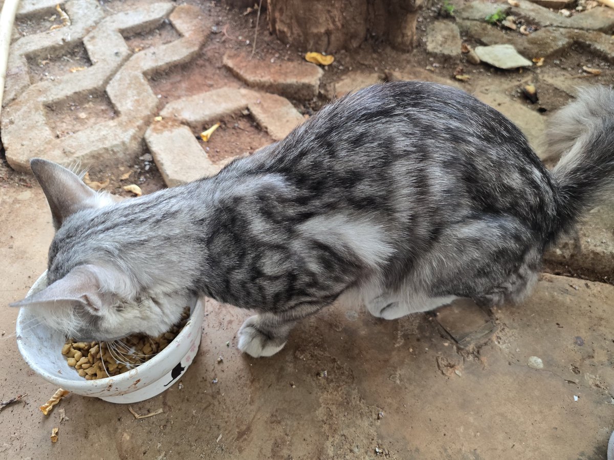 cikukucing's tweet photo. Tiba-tiba dateng sendiri ke teras, nuntut makanan, dan mulai nyaman https://t.co/oRqPGrmwYZ