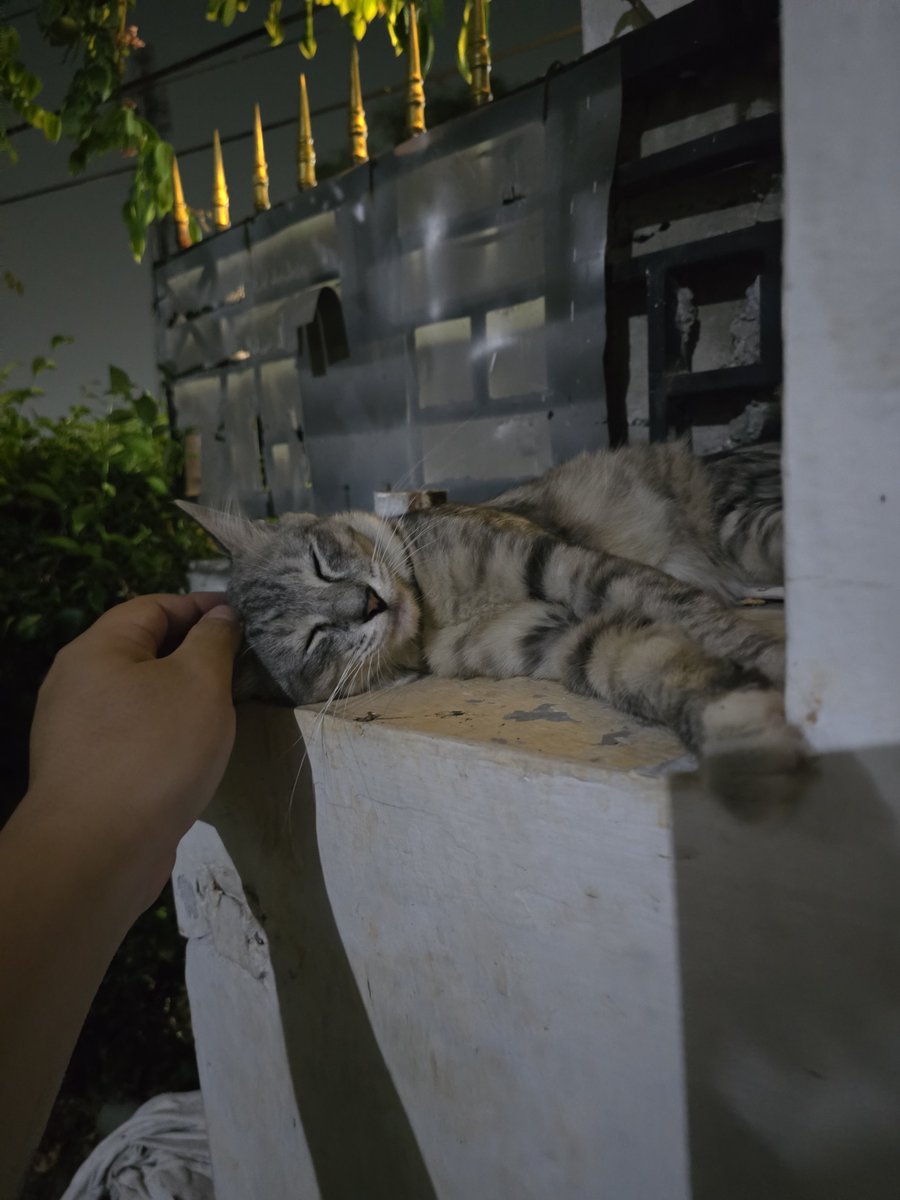 cikukucing's tweet photo. Tiba-tiba dateng sendiri ke teras, nuntut makanan, dan mulai nyaman https://t.co/oRqPGrmwYZ