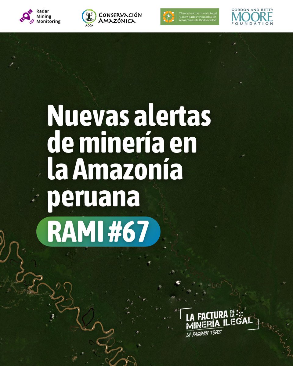 amazonacca's tweet photo. #BoletínRAMI 🛰️ | Para la edición de septiembre, el hallazgo más resaltante es la presencia de dragas mineras en los ríos Nanay y Mazán, en la región Loreto. 

📄 Consulta el reporte completo aquí: https://t.co/WX7EbhbQLE https://t.co/4M0gOgqaYb