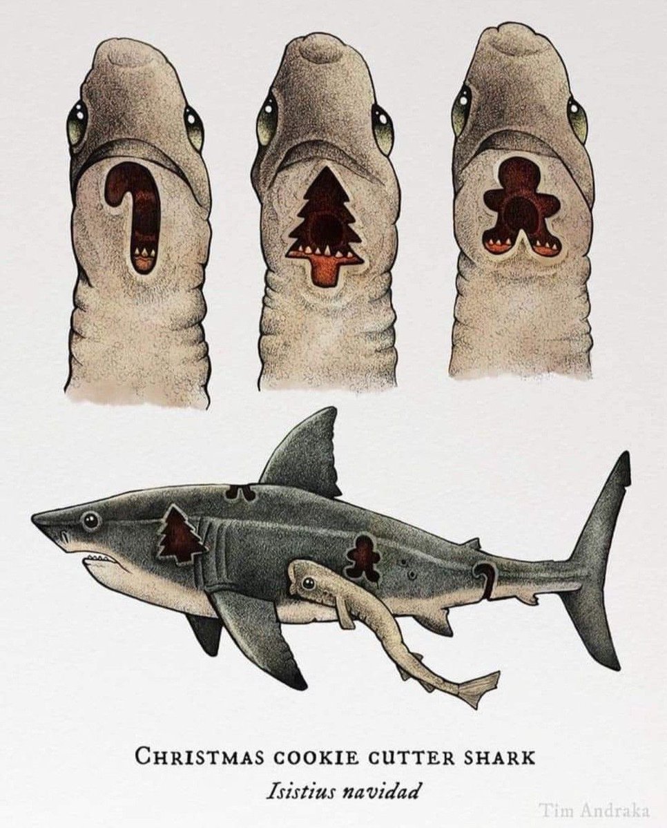 pmamtraveller's tweet photo. Christmas Cookie Cutter Shark created by artist Tim Andraka. https://t.co/lLexjycpI7