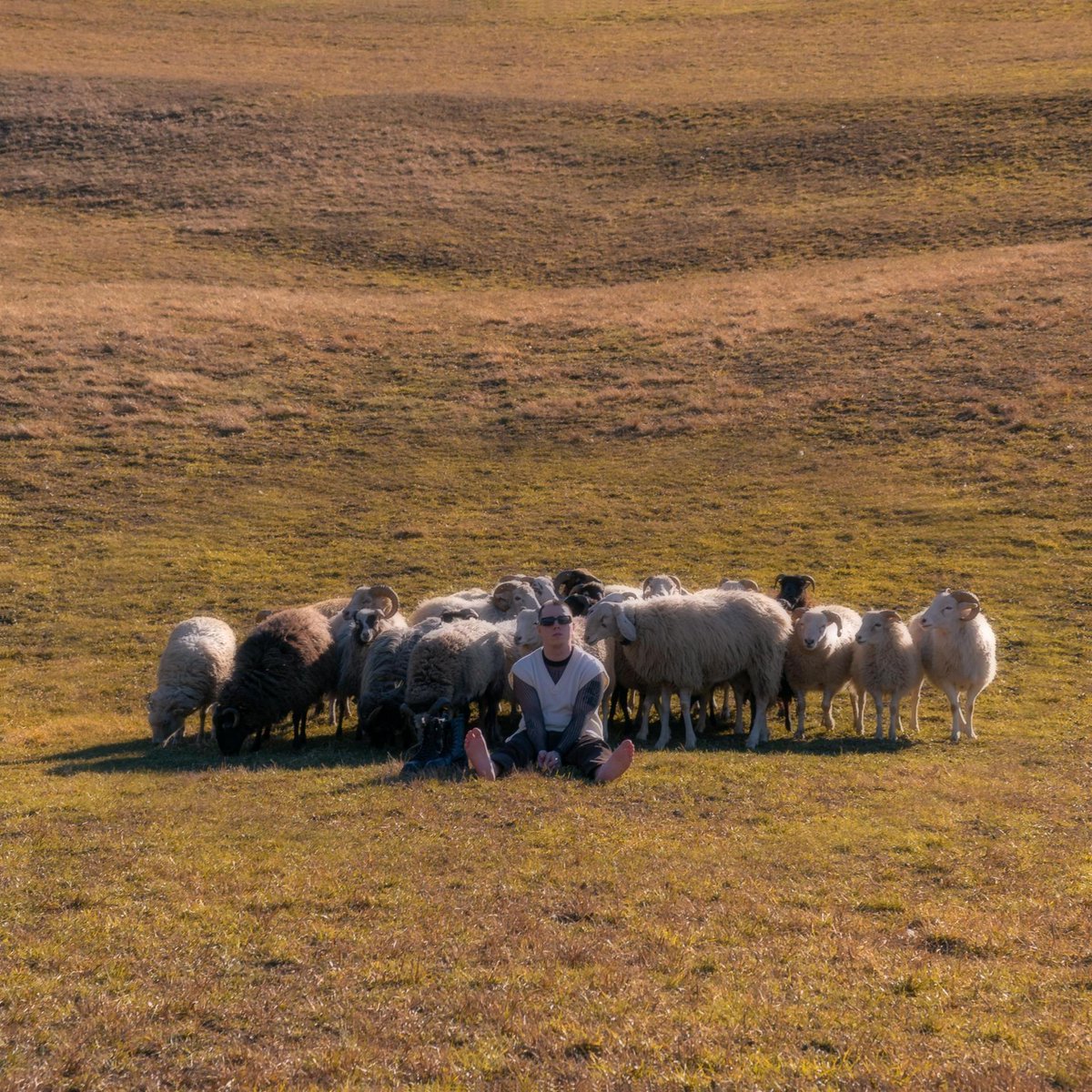 Youssef_Ayman_0's tweet photo. [A group of fluffy sheep huddle together, with a tall scarecrow standing beside them, bringing a warm and lovely rural scene]， https://t.co/QP1Vs7R96X