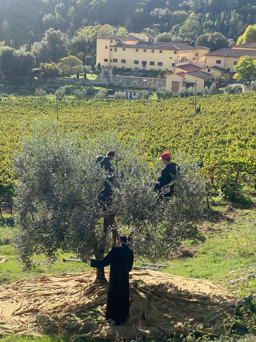 ICKSP's tweet photo. Ora et Labora! Pray and work… 
In the spirit of one of our patrons, St. Benedict, the olive harvest at St. Phillip Neri Seminary in Gricigliano, helps to form priests today for tomorrow's spiritual harvest of souls. With over 100 Seminarians from several countries, such teamwork when working the olive harvest, allows the young men to come closer together as brothers in the same family, while developing a healthy work ethic based upon the common good. 

Pray for holy priests!