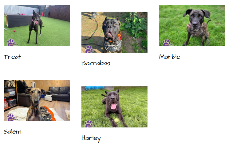 PDRescue's tweet photo. It's #NationalMakeADogsDay! OK, it might be US-based but we'll borrow it!

Please make our dogs' day by RTing, forwarding info, sharing to socials, or by telling the person sitting next to you right now about Pawprints-no, we don't care if you're on the bus/in a waiting room...😁 https://t.co/OEgo7YTH0Y