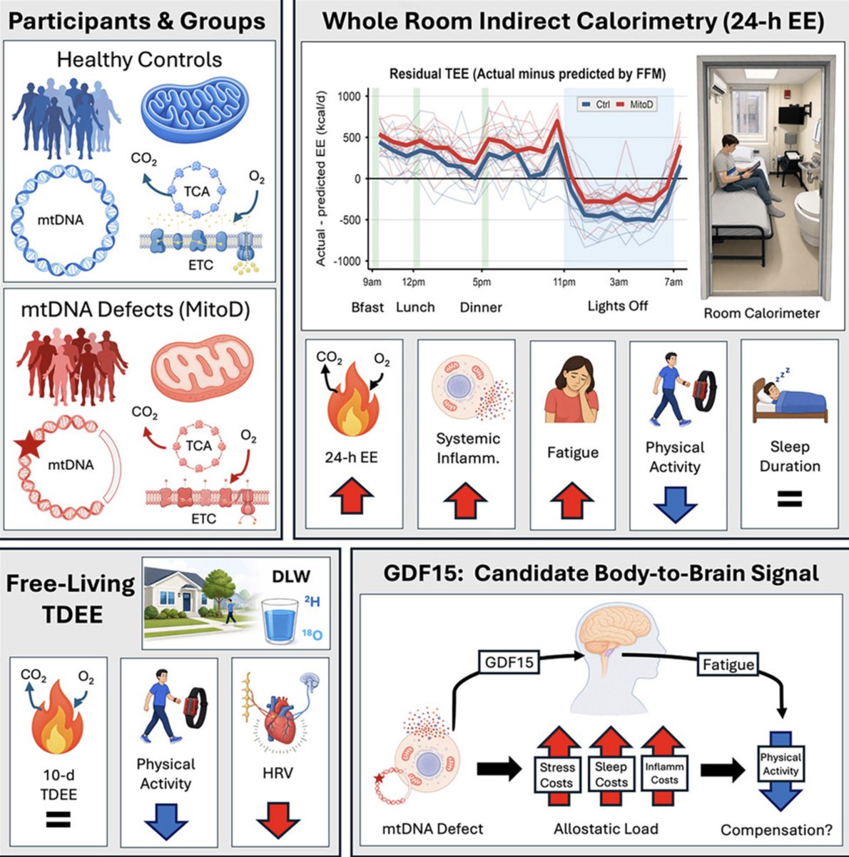 dantawfik's tweet photo. Adults with mitochondrial disease burned about 195 more calories a day than healthy controls in a metabolic chamber, while moving 26% less. Yet over 10 days of normal life, their total energy expenditure looked the same as everyone else's.

A new study in Cell Press Blue, led by Evan Shaulson and Martin Picard @MitoPsychoBio at Columbia University, suggests the extra cost is real. It just gets hidden because people with these defects move less.

The study compared 10 adults with mitochondrial disease to 10 healthy controls of similar age, sex, height, and BMI.

Mitochondria carry their own small set of DNA, separate from the DNA in your cell nucleus. All 10 patients had a confirmed mutation in that mitochondrial DNA. Five had a single letter change in the genetic code (the m.3243A>G mutation). Five were missing a large chunk of the DNA entirely (a single large deletion).

Different mutations, same problem. Both damage oxidative phosphorylation, or OxPhos, the final stage of energy production where mitochondria use oxygen to make most of your ATP.

The question was simple. If the cell's energy machinery is damaged, does the whole body burn less energy, more, or the same?

Answering it is harder than it sounds, because a single measurement can mislead. So the researchers measured each person three different ways:

1. Resting energy expenditure for one hour, fasted, lying still.
2. A 23 hour stay in a whole-room calorimeter (an airtight room that measures oxygen use and CO2 output) with fixed meals, fixed lights-out, and hourly blood draws.
3. Ten days of free living, using doubly labeled water (you drink water tagged with two isotopes, and how fast they leave your body reveals total energy burned).

The findings were fairly insightful:

• Resting energy expenditure did not differ between groups (+19 kcal/day, p = 0.989), after adjusting for fat-free mass (everything in the body that isn't fat).
• In the chamber, 24 hour expenditure was higher in mitochondrial disease by 195.5 kcal/day (p = 0.016). The gap held across day and night.
• Wrist acceleration was 26% lower in patients, yet energy spent per unit of movement was 58% higher.
• During sleep, patients burned 116.7% of their resting rate versus 102.3% in controls. Heart rate variability (a marker of how well your nervous system shifts into recovery mode) was 58% lower.
• In free living, total daily expenditure was similar (p = 0.48), but patients moved 39% less.
• Plasma GDF15, a stress hormone made by cells under mitochondrial strain, was about 4.6 times higher in patients (1,840 vs 404 pg/mL). C-reactive protein, an inflammation marker, was 301% higher.

So what's happening here?

Think of a car with a worn engine. It burns more fuel per mile. If the driver cuts back on trips, the monthly gas bill looks normal, but the engine is still inefficient.

Mitochondrial defects seem to be raising the energetic cost of living, and the body appears to balance the budget by lowering voluntary activity.

This fits the constrained energy model, which holds that total daily expenditure stays within a narrow range because activity and other costs trade off against each other.

GDF15 is the candidate messenger. It acts on a receptor called GFRAL, found only in the brainstem, and in other settings it causes malaise, suppresses appetite, and reduces activity. In this study, higher GDF15 tracked with disease severity, fatigue ratings, higher energy cost per unit of movement, higher sleep expenditure, and lower free-living activity.

Some things to take into consideration:

The sample is 10 per group, with two different mutation types pooled together.

Wrist accelerometers capture movement poorly, and the energy measure includes non-movement costs like inflammation, so the study can't say how much of the extra cost is muscle inefficiency.

The chamber was a strange place to sleep, with an IV line and sensors, and both groups burned more than expected at night.

Patients also ate only 95% of their measured expenditure versus 107.5% in controls, so their lower fat burning in the chamber could reflect a calorie deficit and not the mutation.

The GDF15 data are correlations across a case-control gradient. They can't show whether GDF15 causes the inactivity, or whether inactivity, symptoms, and GDF15 all follow from the disease. Proving that would take trials that block the pathway, and the team recommends caution because GDF15 may be a useful energy-sensing signal.

For patients, the findings point to managing the downstream costs: sleep problems, anemia, heart and lung dysfunction, and psychological stress. They also suggest exercise may help partly by lowering the energy cost of everyday movement. That is an interpretation, supported by earlier training studies in this population.

There is a broader question for the rest of us. This was a rare disease, and these patients carried mutations in most of their mitochondrial DNA copies. Healthy aging looks nothing like that. But some of the same pieces show up as we get older, and what follows here is my extrapolation, not something the study tested.

• Mitochondrial DNA damage accumulates with age, though at much lower levels than in disease.
• GDF15 rises steadily with age, and in large cohorts it is one of the strongest blood predictors of mortality and age-related disease.
• Older adults tend to spend more energy per step when walking, and fatigue and falling activity are among the earliest signs of functional decline.

If mitochondrial strain raises the cost of living even modestly, and the body responds by quietly cutting activity through a signal like GDF15, that could be one route by which aging becomes self-reinforcing. Less movement means less muscle and fewer mitochondria, which raises the cost of the next trip. A hidden energy tax would be hard to see in a resting test, and most people would just call it getting older.

Training is the best-supported way to improve mitochondrial function and lower the cost of movement, and the case for staying active gets stronger if the brake is partly biological and not just motivational. Any drug aimed at GDF15 or its receptor is years from clinical use, and blocking an energy-sensing signal could carry risks.

The broader lesson is about measurement. A one hour resting test missed the problem entirely. Only the full day in the chamber exposed it, and only the free-living data showed how behavior hides it. Fatigue may be less a failure of motivation than a response to an energy bill the body can't afford.