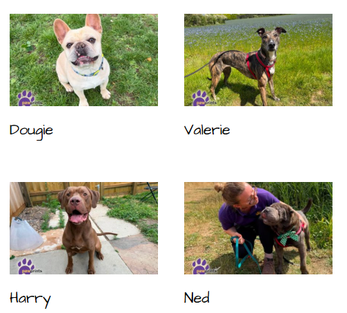 PDRescue's tweet photo. It's #NationalMakeADogsDay! OK, it might be US-based but we'll borrow it!

Please make our dogs' day by RTing, forwarding info, sharing to socials, or by telling the person sitting next to you right now about Pawprints-no, we don't care if you're on the bus/in a waiting room...😁 https://t.co/OEgo7YTH0Y