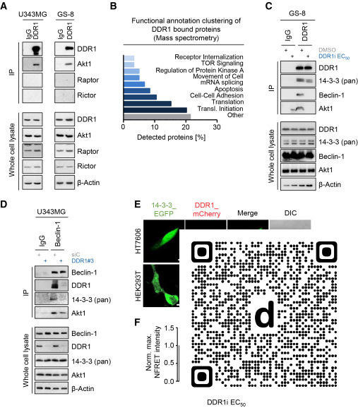 CellReports's tweet photo. Interaction of Discoidin Domain Receptor 1 with a 14-3-3-Beclin-1-Akt1 Complex Modulates Glioblastoma Therapy Sensitivity dlvr.​it/TW1WRY https://t.co/5Fv2KpKqzT