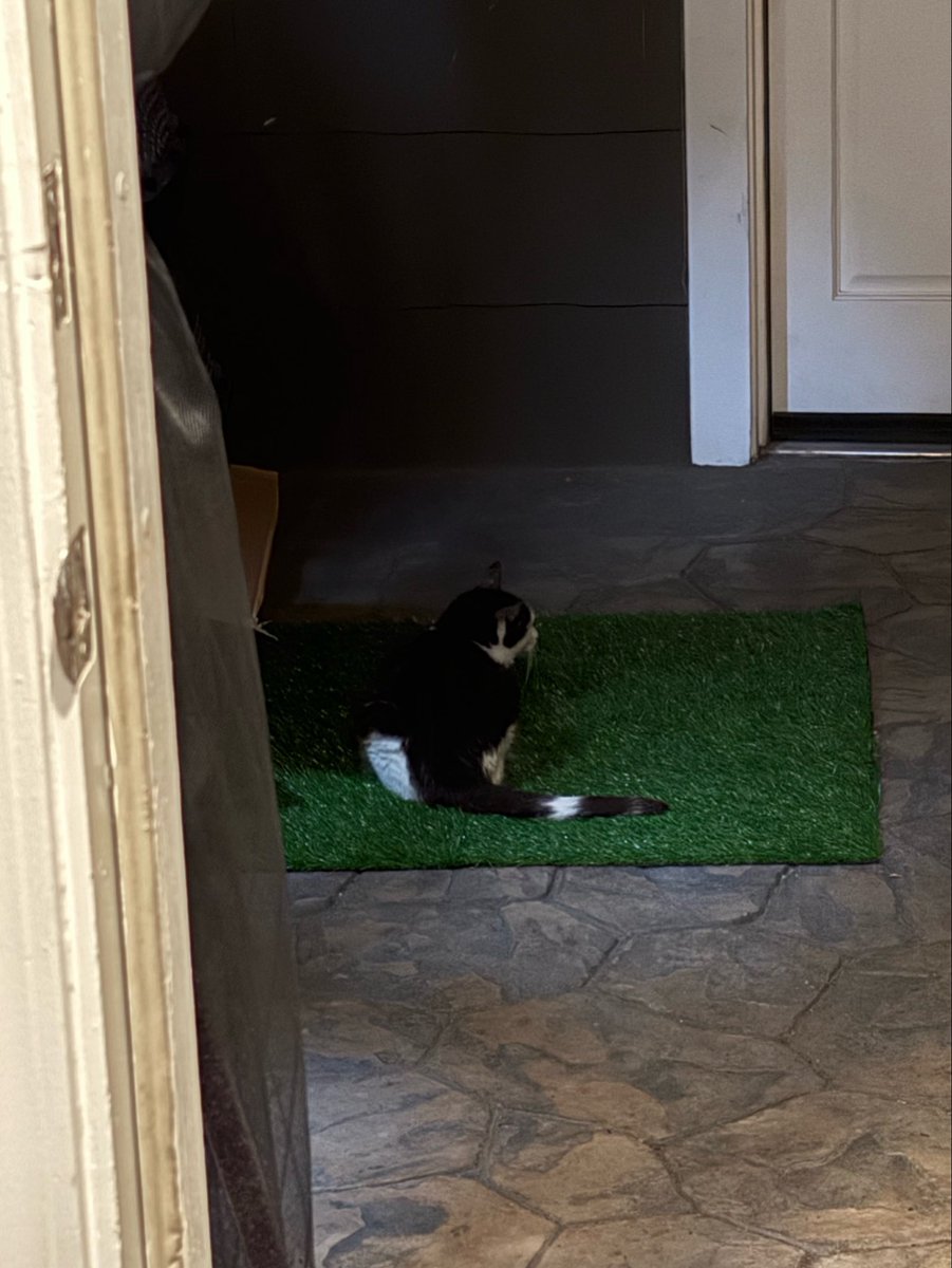 acatnamedteddy's tweet photo. Teddy lounges on artificial grass patch in catio and blatantly ignores mother's pleas to come inside, color, 2026 https://t.co/WFc1U9Kclt
