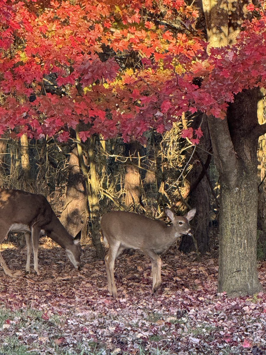 JuniperDriver's tweet photo. What’s in your backyard? https://t.co/fXz9uFzniY