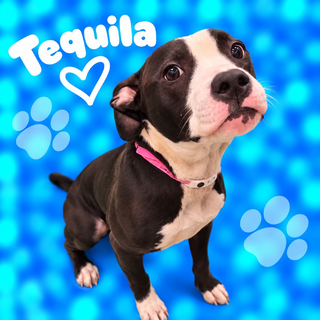 SaveMASDog's tweet photo. Tequila didn't get out yesterday. MAS-A-60535 is a young black and white girl, about 5 months, medium size. One more chance: adopt/foster by end of day TODAY (Thursday), rescues by 9 AM Friday. MAS@memphistn.gov (901) 636-1416 #MemphisDogs #AdoptMAS https://t.co/Tl79SQPx52