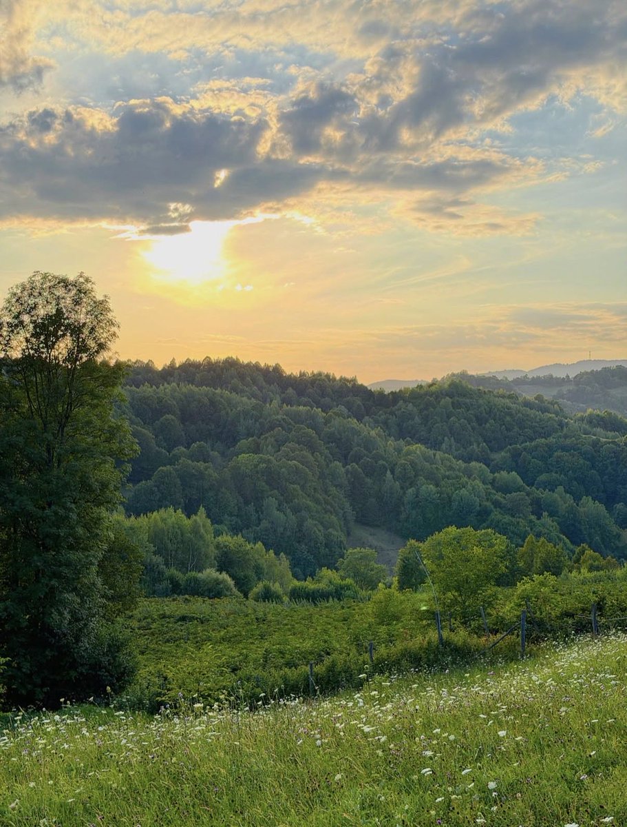 naturehealyou's tweet photo. Golden hour https://t.co/9xeYJ6URZX