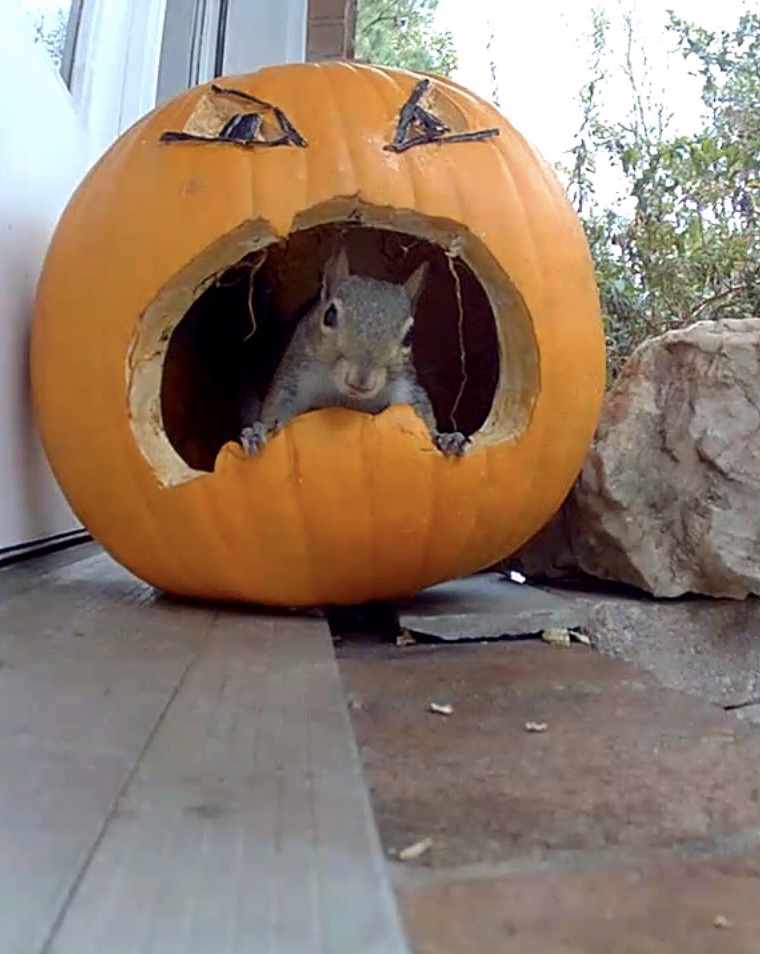 AginArk's tweet photo. SEEDY BUSINESS
🎃 🎃 🎃
Saved pumpkin seeds from a jack-o’-lantern can turn into a snack, a sauce or a second generation of pumpkins, but is there an easy way to separate the seeds from the pulp? 
@AR_Extension's Quad Whitson has a suggestion: https://t.co/Hzc6na9Jtl https://t.co/YIeEnZ9tHE