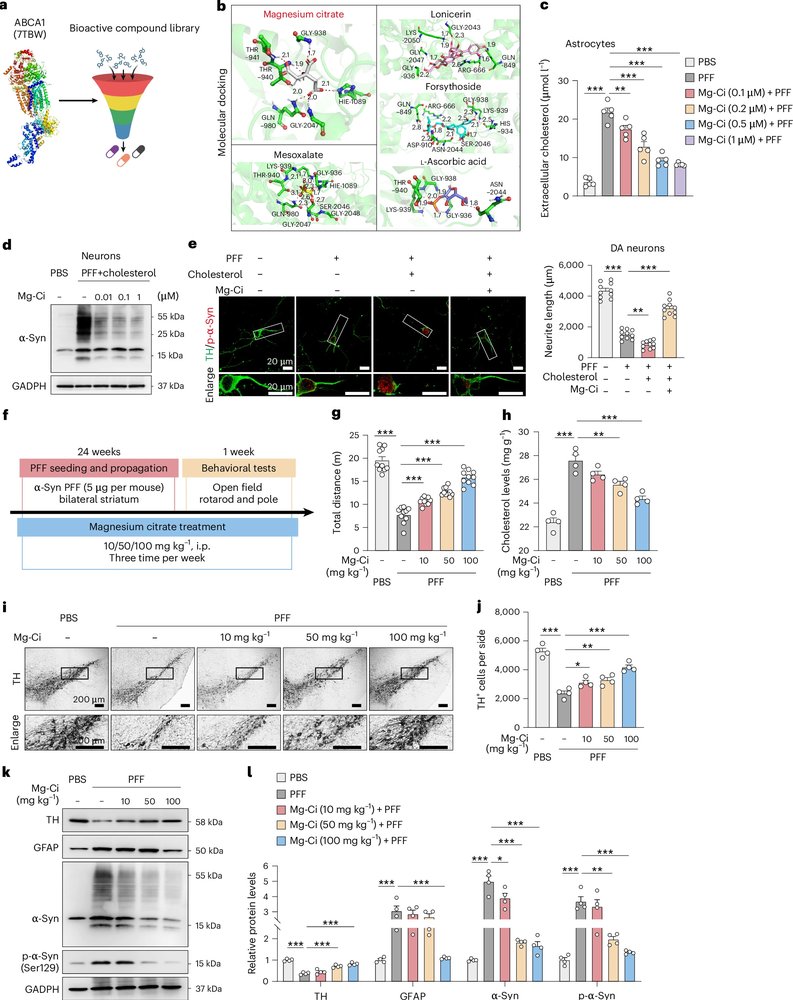 ScienceofPD's tweet photo. Genetic silencing of Abca1 in either astrocytes or dopaminergic neurons attenuates neurodegeneration &amp; behavioral deficits in #Parkinsons models. Plus, magnesium citrate is identified as an ABCA1 inhibitor &amp; reduced dopaminergic neuronal loss in a PD mouse model https://t.co/stFYZSYcGn