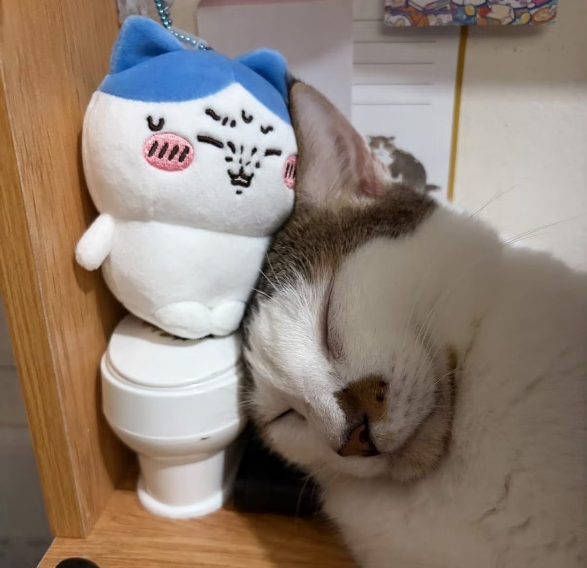 animalkyat tweet picture