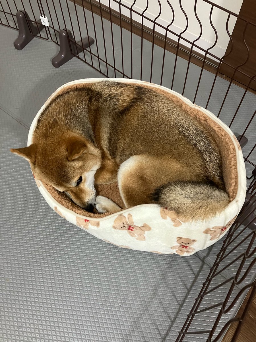 Kazeto_TrueLove's tweet photo. 愛用のベッドを破ってしまったので同じ物をネットで2つ注文したらサイズを間違えてかなりちっちゃかった。でも上手に丸くなって無理矢理入ったよ🐈 https://t.co/EC8KsqeEUm