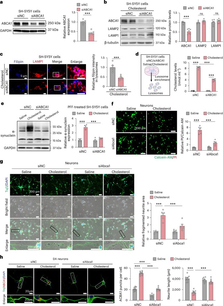 ScienceofPD's tweet photo. "Mechanistically, astrocytic ABCA1 drives excessive cholesterol efflux in mice, promoting neuronal cholesterol overload. In neurons, ABCA1 localizes to lysosomes, where it facilitates cholesterol import, leading to cholesterol accumulation, autophagy impairment &amp; α-syn pathology" https://t.co/GpQDc30SOy
