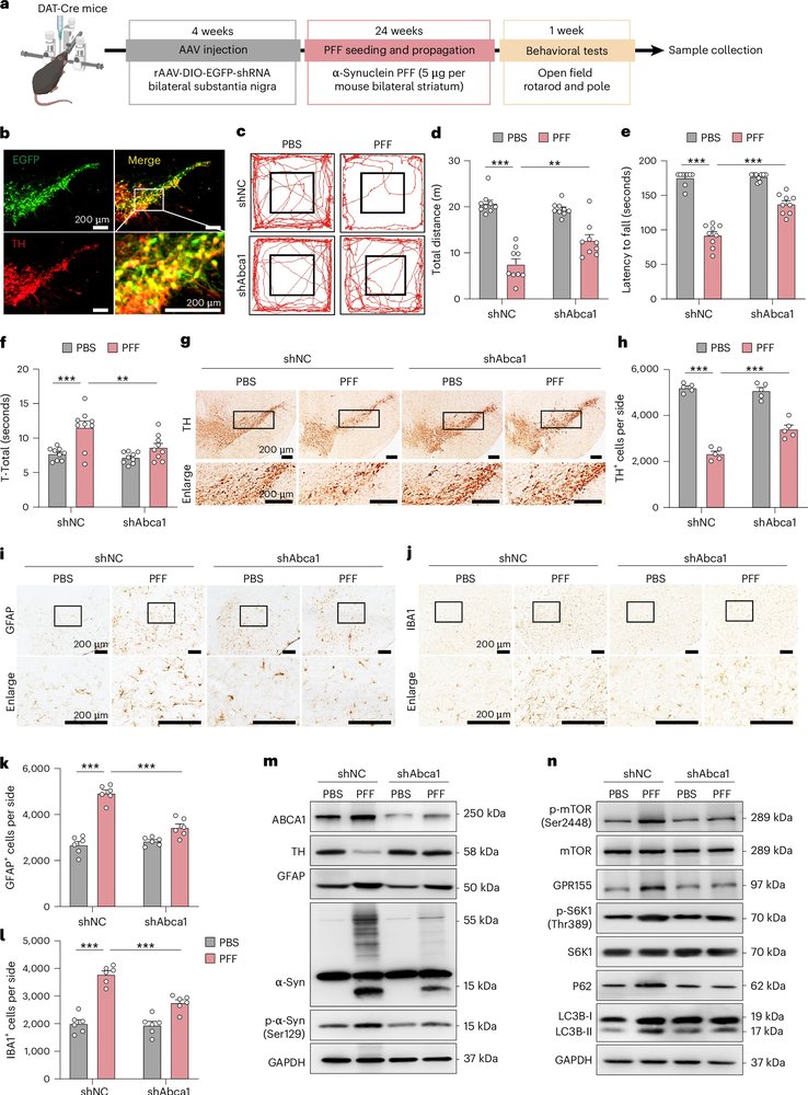 ScienceofPD's tweet photo. "Mechanistically, astrocytic ABCA1 drives excessive cholesterol efflux in mice, promoting neuronal cholesterol overload. In neurons, ABCA1 localizes to lysosomes, where it facilitates cholesterol import, leading to cholesterol accumulation, autophagy impairment &amp; α-syn pathology" https://t.co/GpQDc30SOy