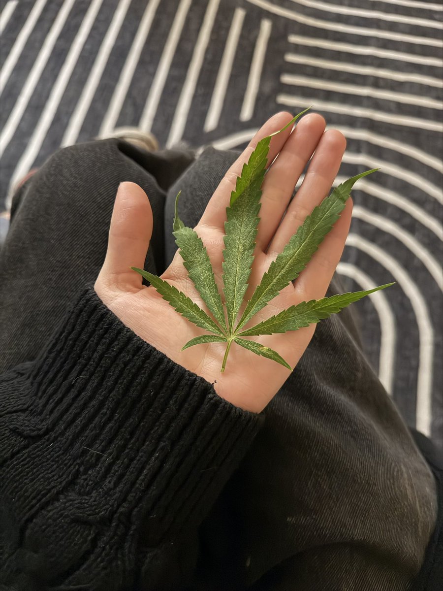 f4irymo4ns's tweet photo. hi yes i’ll have one weed please https://t.co/XEjfr1RHR7