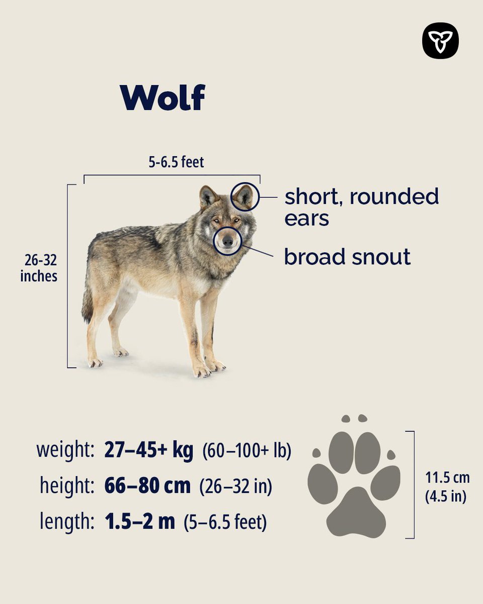 ONresources's tweet photo. Wolf or coyote? 🐺

Wolves are longer, taller and heavier, with broader muzzles and proportionally smaller, rounded ears. Coyotes are smaller, with narrower muzzles and proportionally larger, pointy ears. 

Upload a photo to iNaturalist and experts can help with identification. https://t.co/Fen17pz7Jz